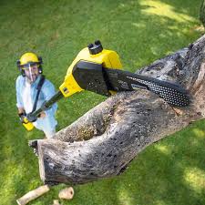 How Our Tree Care Process Works  in  Luck, WI