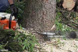Professional Tree Services in Luck, WI