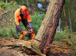 Best Tree and Shrub Care  in Luck, WI