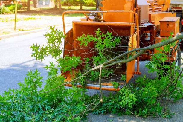 Best Tree Health Inspection  in Luck, WI