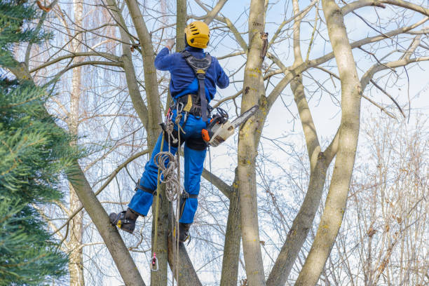Best Tree Preservation Services  in Luck, WI