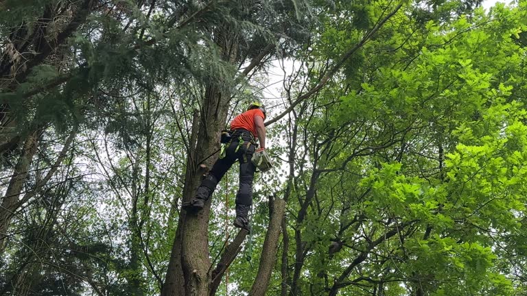 Best Tree Risk Assessment  in Luck, WI