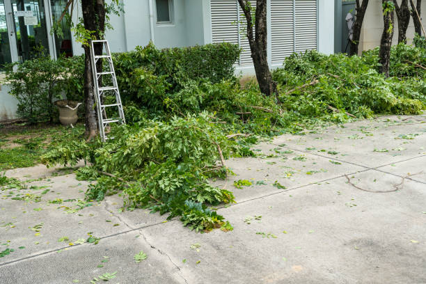 Best Root Management and Removal  in Luck, WI