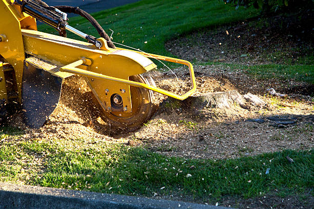 Best Utility Line Clearance  in Luck, WI