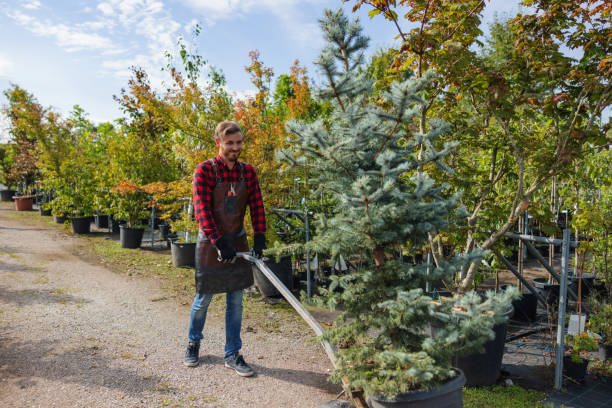 Best Tree Cabling and Bracing  in Luck, WI