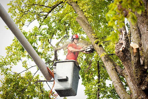 Best Palm Tree Trimming  in Luck, WI